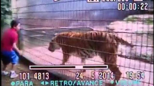 Niño atacado por tigre provocó al felino varias veces  - 2