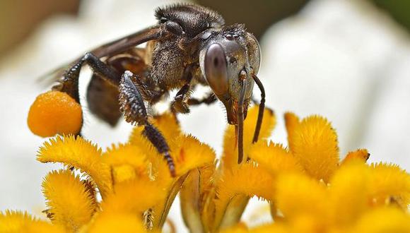 Las abejas europeas están perjudicando a sus pares asiáticas