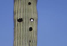 Microchips para vigilar que no roben los gigantescos cactus de Arizona