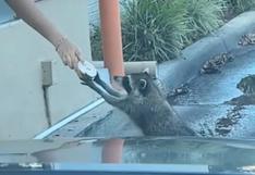 El video viral de un mapache recibiendo una dona de regalo en un local de Florida