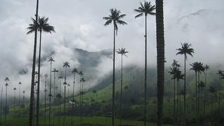 Este valle colombiano tiene las palmeras más altas del planeta