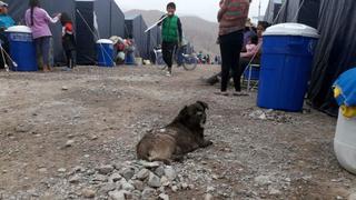 Huaicos y desbordes en el sur han dejado 6 muertos