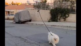 Coronavirus: sujeto en cuarentena pasea a su perro utilizando un drone | VIDEO