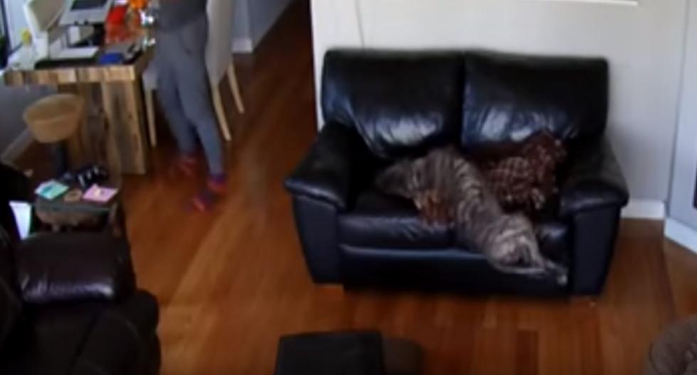 Dueño comparte en YouTube el sueño profundo que tiene su perro. (Foto: Captura)