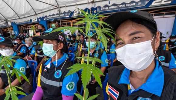 Las autoridades de Tailandia han regelado un mlllón de plantas de cannabis para incentivar su cultivo.