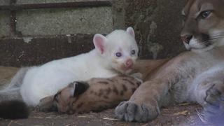 Un peculiar ejemplar de puma albino nace en zoológico de Nicaragua