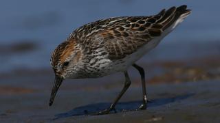 Tres estrategias de conservación para salvar a las aves migratorias del Pacífico 