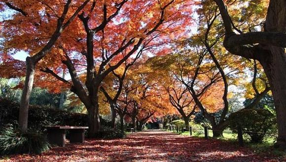 Tokio: la mística de su jardín botánico