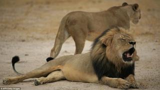 Dentista que mató al león Cecil mandó una carta a sus pacientes