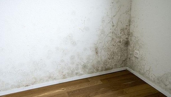Hay diversos productos naturales que te ayudarán a eliminar el moho de las paredes sin dañar la pintura de las mismas. (Foto: IStock / Archivo GEC)