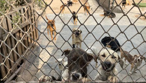 Gracias a Club WUF, es posible ayudar a los animales que más lo necesitan. Lo mejor es que hay diversos planes de apadrinamiento. (Foto: Andrea Carrión)