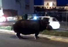 YouTube: hipopótamo huye de circo y causa caos en calles de España