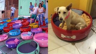 Artista está convirtiendo viejos neumáticos en camas para perros sin hogar