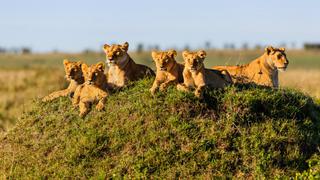 ¿Safari en África?: Conoce cuánto te costará cumplir este sueño