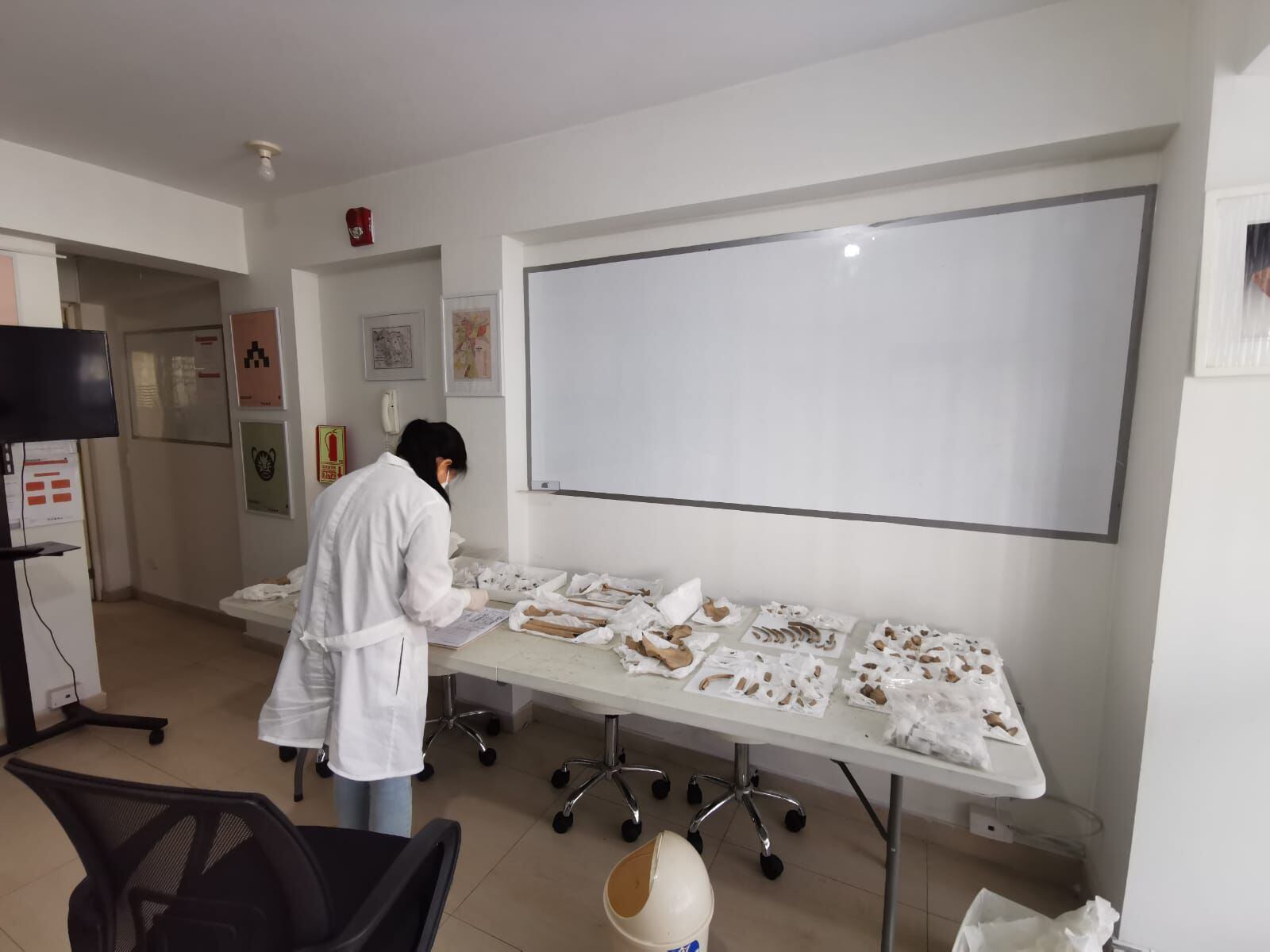 La arqueóloga Gina Marrou explicó a El Comercio que el proyecto encontrado data del período intermedio tardío de la evolución humana. 