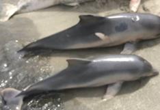 Delfines tucuxi, una especie que se extingue bastante rápido en Brasil