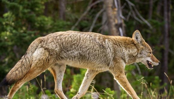 La decisión de restablecer el uso de M-44 indignó a grupos ambientalistas. En la foto, un coyote en El Pinacate and Great Altar Desert Biosphere Reserve, a lo largo de la frontera entre Estados Unidos y México. (Foto: AFP/ GETTY IMAGES).