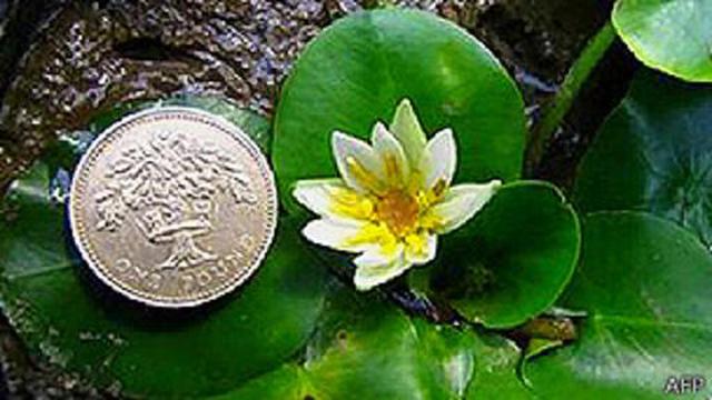 Se robaron el lirio acuático más pequeño del mundo - 1