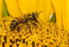 Científicos crean primera abeja robótica que poliniza como una real