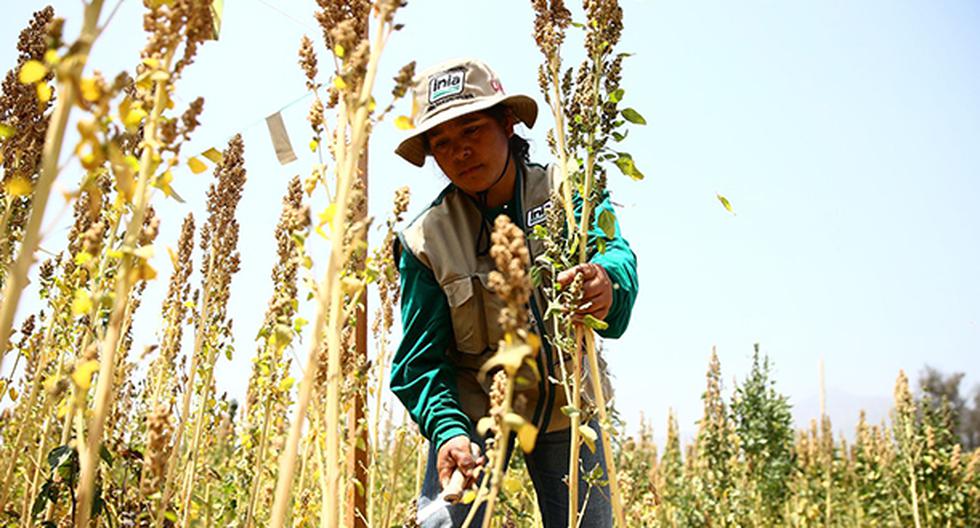 Destaca el crecimiento de las exportaciones en los productos no tradicionales como la quinua. (Foto: Andina)