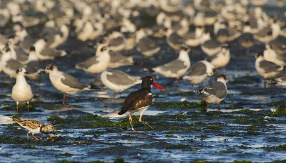 Las áreas protegidas y ecosistemas marinos “son zonas de importancia para la conservación de especies migratorias como las tortugas marinas, ballenas y otros”, dijo Pedro Gamboa de Sernanp.  (Reserva Nacional de Paracas / Foto: Gabriel Herrera)