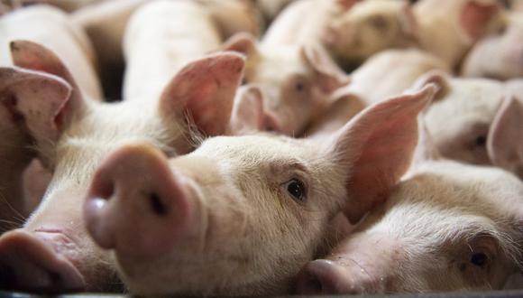 Imagen referencial de cerdos en una granja. La peste porcina africana, de alta mortalidad entre cerdos y jabalíes, es una enfermedad hemorrágica altamente contagiosa que puede causar la muerte entre dos y diez días tras haber sido contraída. (Sebastien St-Jean / AFP).