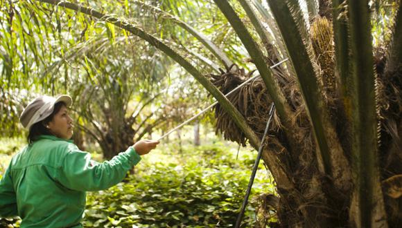 Industria de palma genera 37 mil puestos de trabajo al año