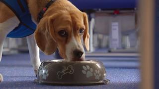 Este tierno perro te devolverá todo lo que olvides en el avión