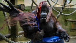 Nénette, la orangutana "pintora" que cumple medio siglo en el zoológico de París