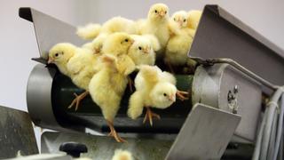 Suiza prohíbe triturar pollitos vivos, una polémica práctica legal en la Unión Europea 