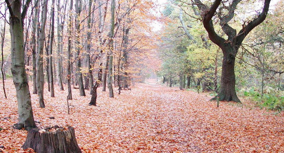 Son Reales: Conoce Estos Mágicos Bosques De Europa Mundo | El Comercio Perú