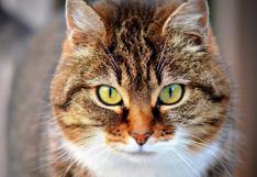 Dueños de gatos más propensos al sadomasoquismo, según estudio
