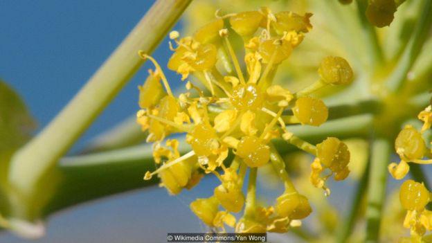 La vieja hierba puede estarse escondiendo bajo el nombre de hinojo gigante de Tánger. (Foto: Wikimedia Commons/Yan Wong)