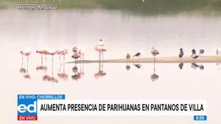Pantanos de Villa: aumenta presencia de parihuanas y reportan cifra histórica 
