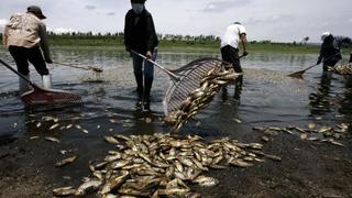 México: decenas de miles de peces muertos por contaminación de una presa