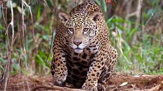 Mafias arremeten contra la población de jaguares en Iquitos