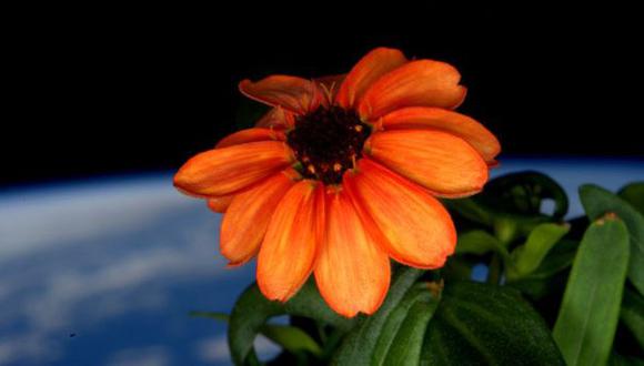 NASA cultiva por primera vez flores en la Estación Espacial