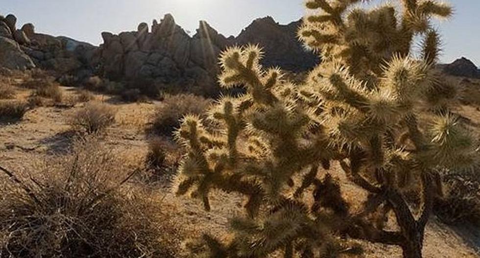 La criatura más solitaria del mundo vive en el desierto de Mojave en USA. (Foto: Wikipedia)