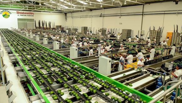 El Perú se ha convertido en el segundo mayor exportador de palta en el mundo. (Foto: difusión)