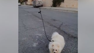 Hombre quiere cumplir la cuarentena y por eso pasea a su perro usando un drone