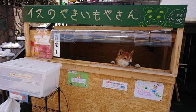 Ken-kun administra un puesto de comida en la isla japonesa de Hokkaido y se ha vuelto una celebridad en redes sociales. (Fotos: @hina_shii_ver2 en Twitter)