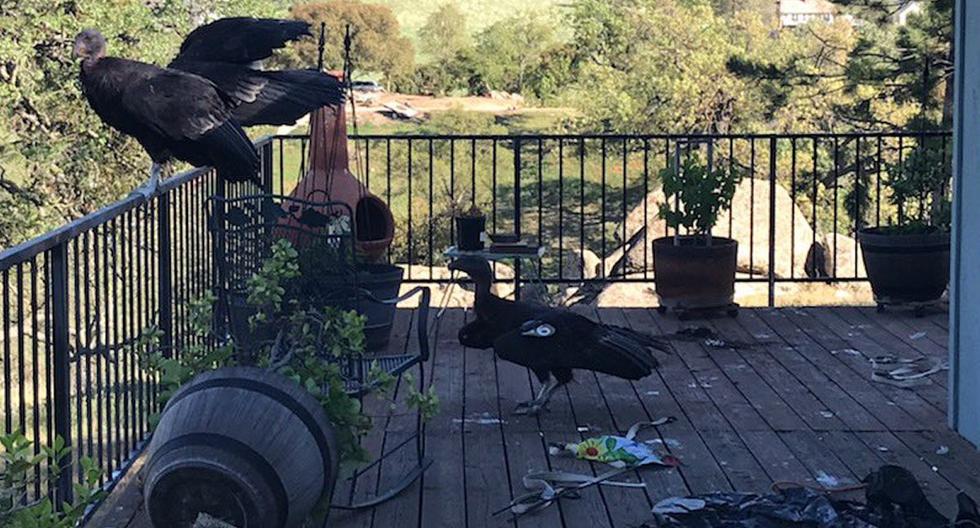 Multiple Condors wreak Havoc at California Woman's Home