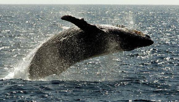 Descubren rutina de reproducción de ballenas en el Pacífico