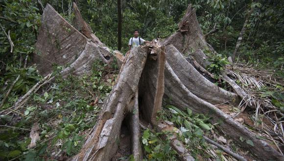 TAJO ABIERTO. Shihuahuaco (Dipteryx micrantha) de más de 700 años de edad talado en una zona no autorizada para aprovechamiento maderable. Un solo árbol atrapa 40 toneladas de carbono, un tercio del que captura una hectárea de bosque primario.