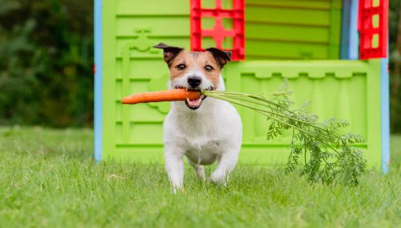 Qué pasa si alimento a mi perro con zanahorias. (Foto: iStock)