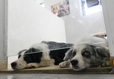 El negocio de cuidar mascotas regresa en China tras fin de medidas anticovid