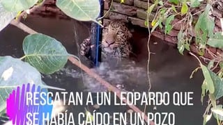 Video viral del rescate de un leopardo que había caído en un pozo en la India