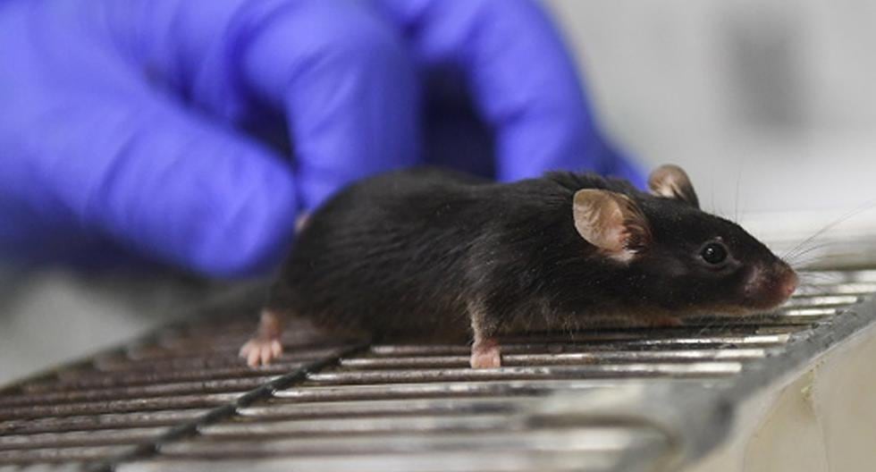 Una proteína presente en el plasma del cordón umbilical humano puede revitalizar el cerebro en ratones envejecidos. (Foto: Getty Images)