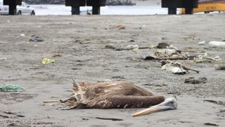 Hallan más de 50 pelícanos muertos en el puerto de Salaverry