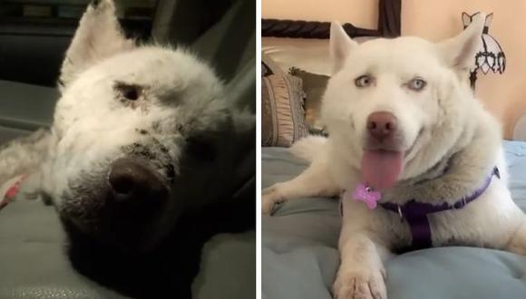 YouTube: la increíble transformación de perro rescatado (VIDEO)